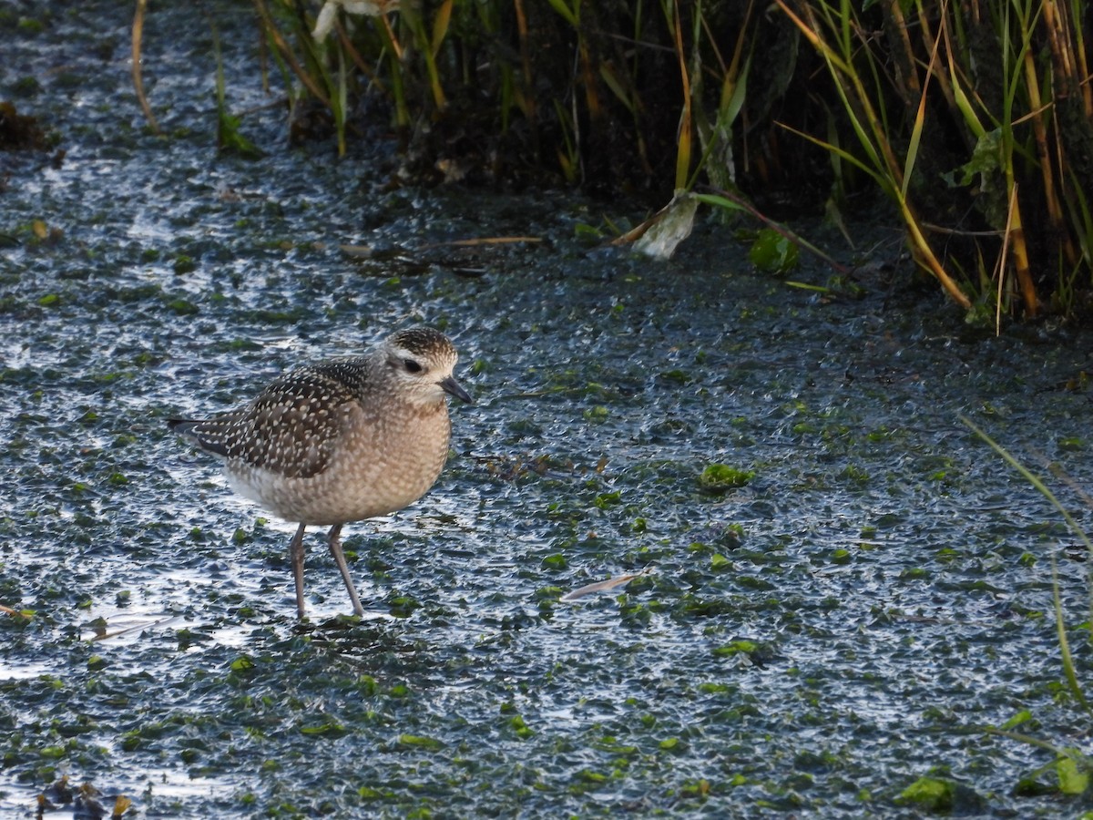 American Golden-Plover - ML646186479