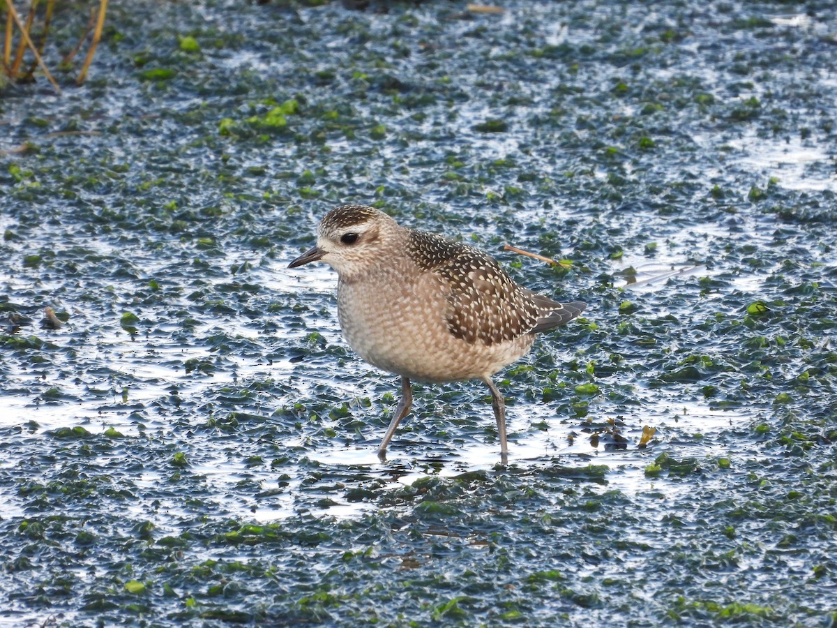 American Golden-Plover - ML646186480