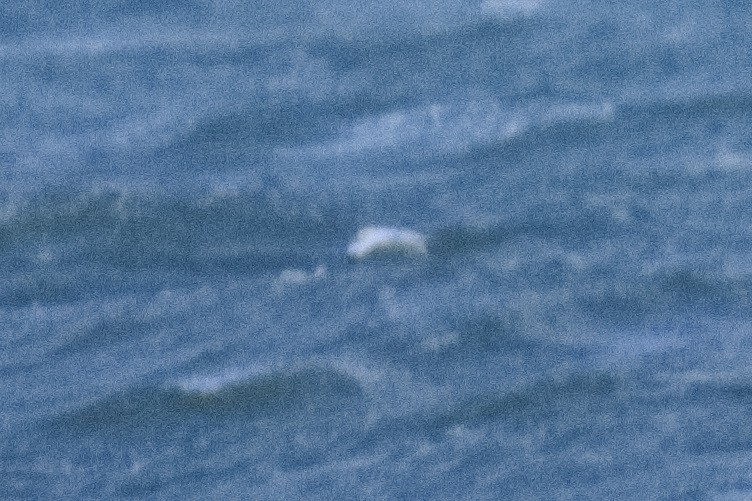 Northern Gannet - ML646186485