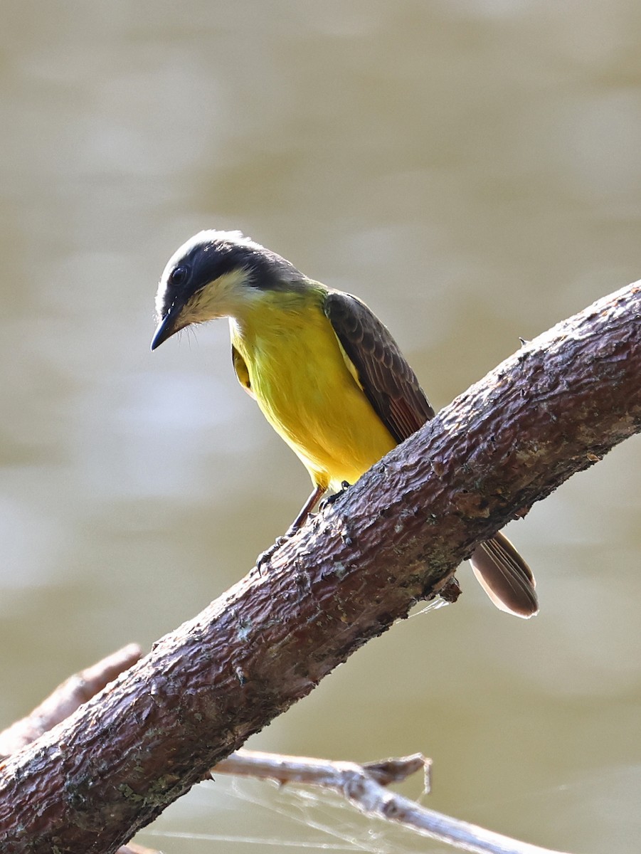 Rusty-margined Flycatcher - ML646186486