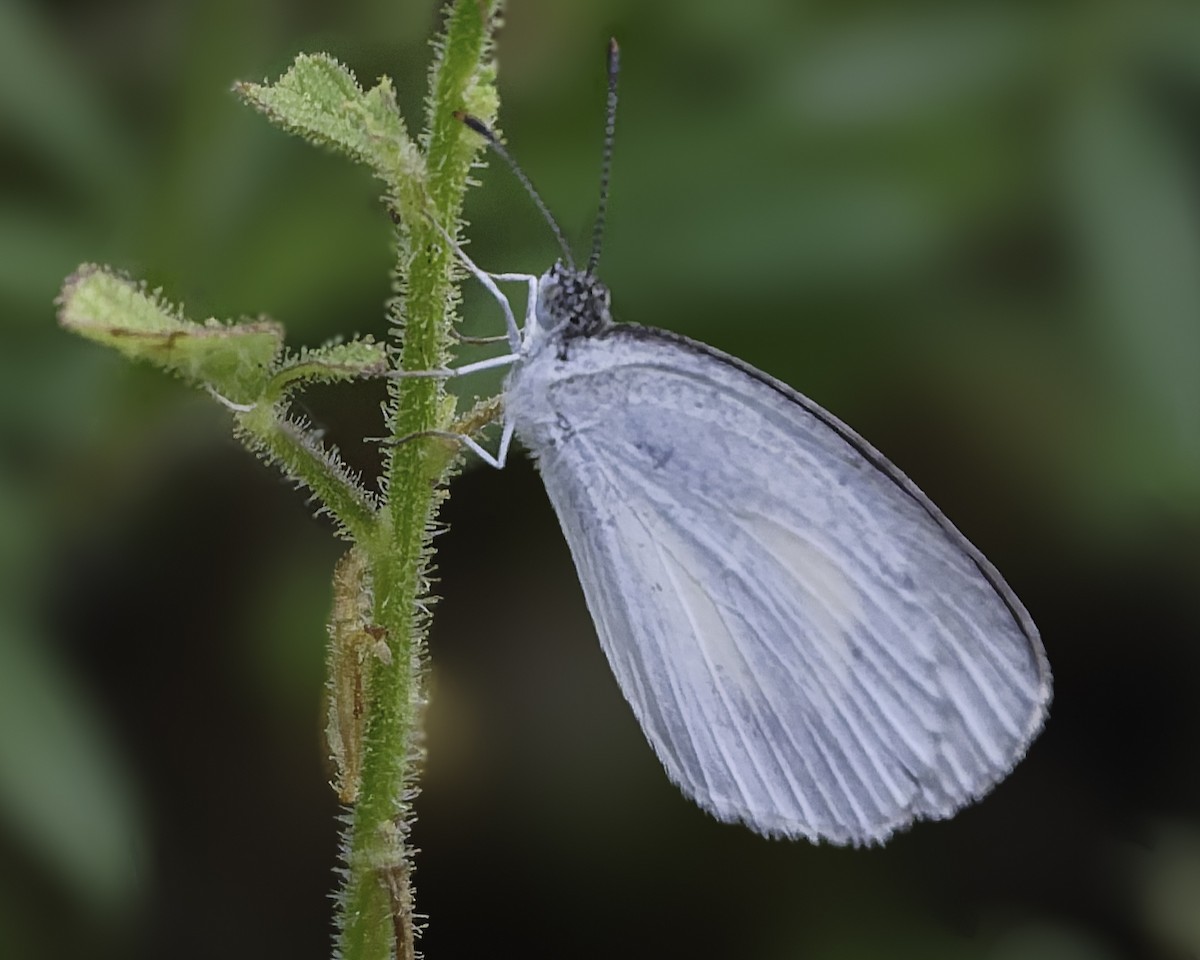 Barred Yellow - ML646186495