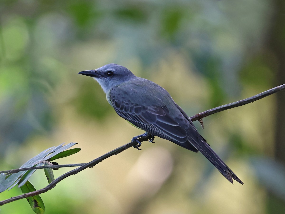 Tropical Kingbird - ML646186496