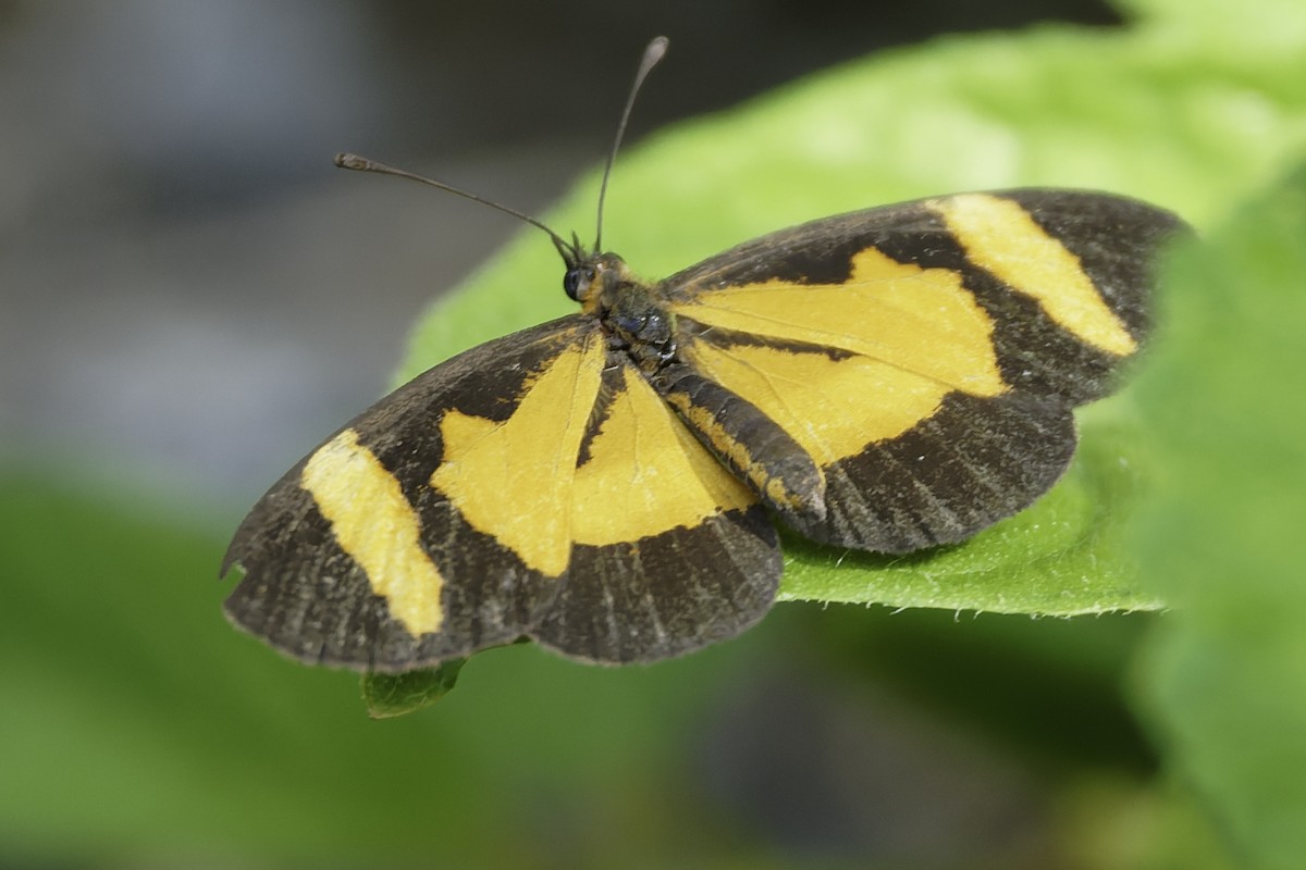 Elf Butterfly - ML646186500