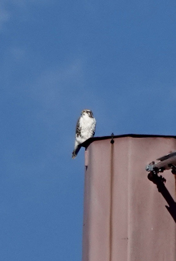 Prairie Falcon - ML646186503