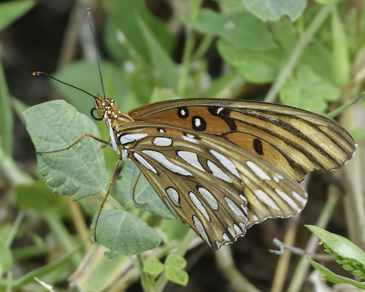 Gulf Fritillary - ML646186509