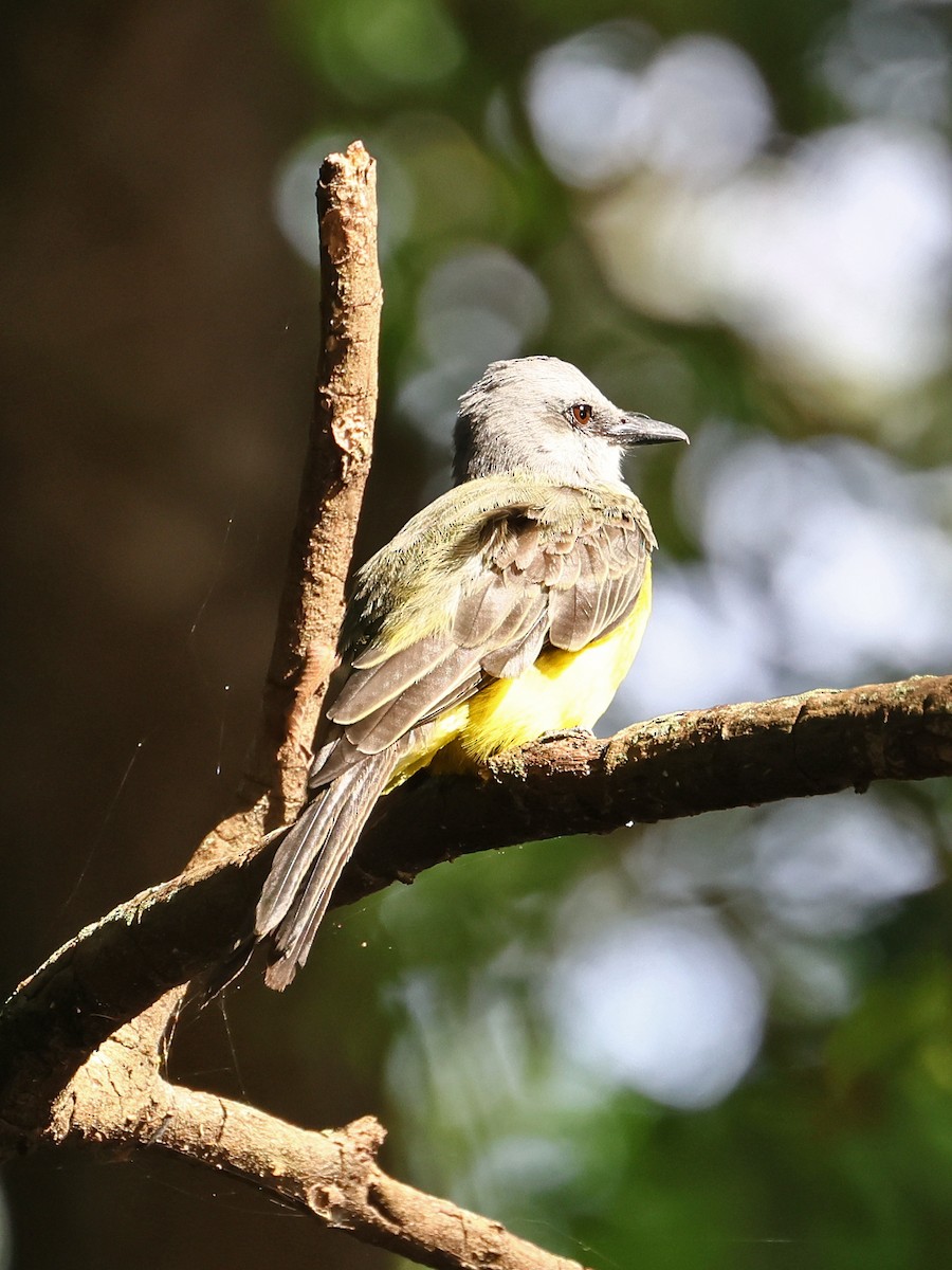Tropical Kingbird - ML646186517