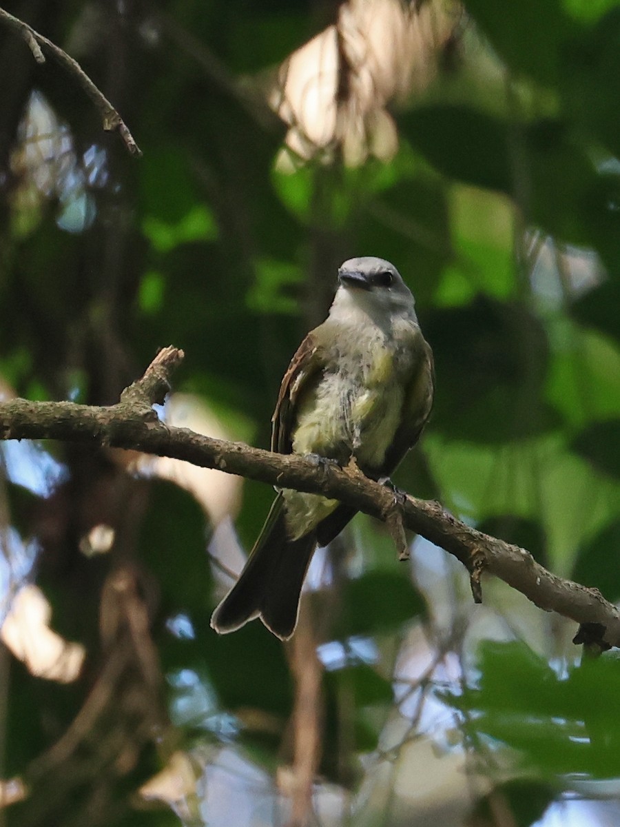Tropical Kingbird - ML646186527