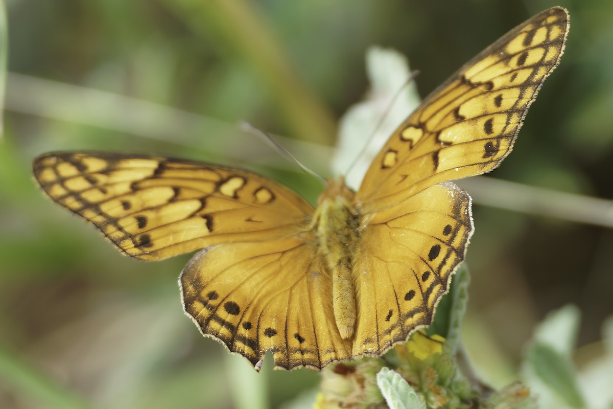 Mexican Fritillary - ML646186528