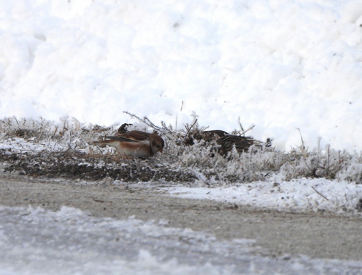 Snow Bunting - ML646186531