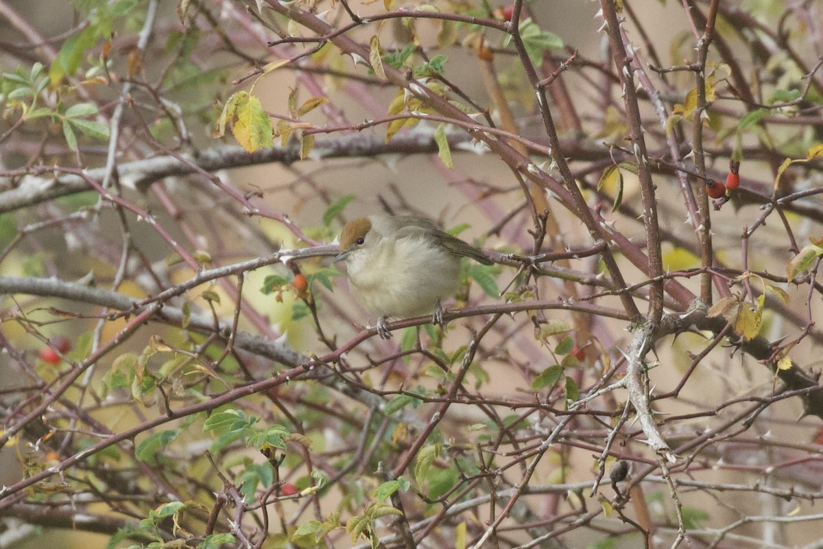 Eurasian Blackcap - ML646186532