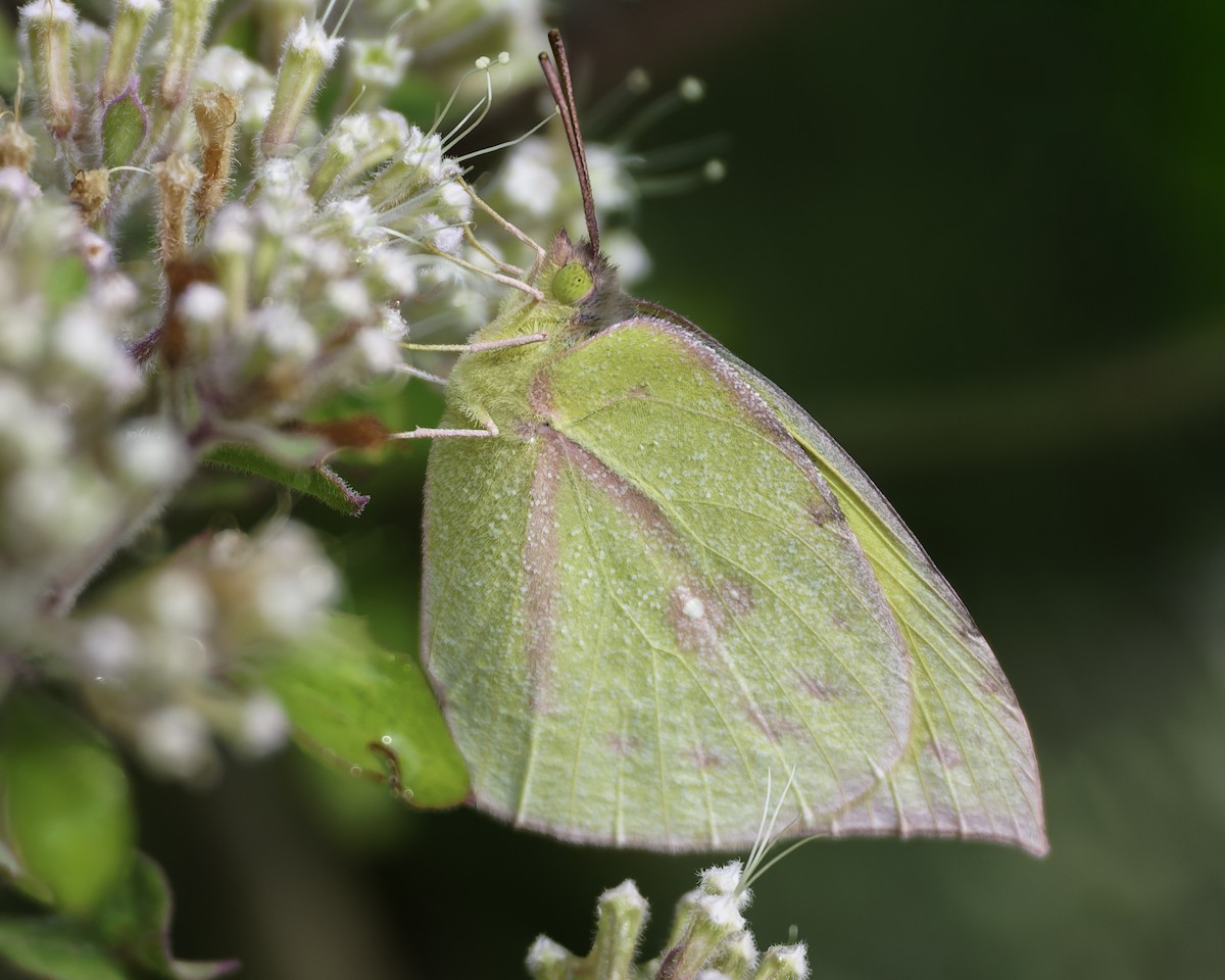 Southern Dogface - ML646186535