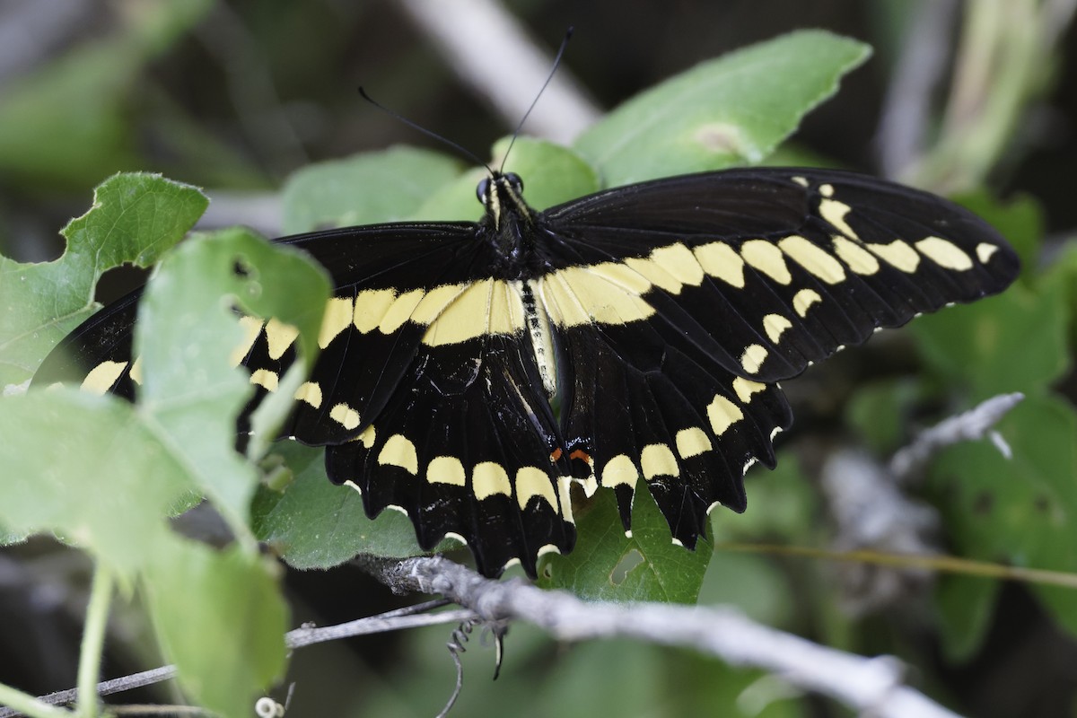Western Giant Swallowtail - ML646186555