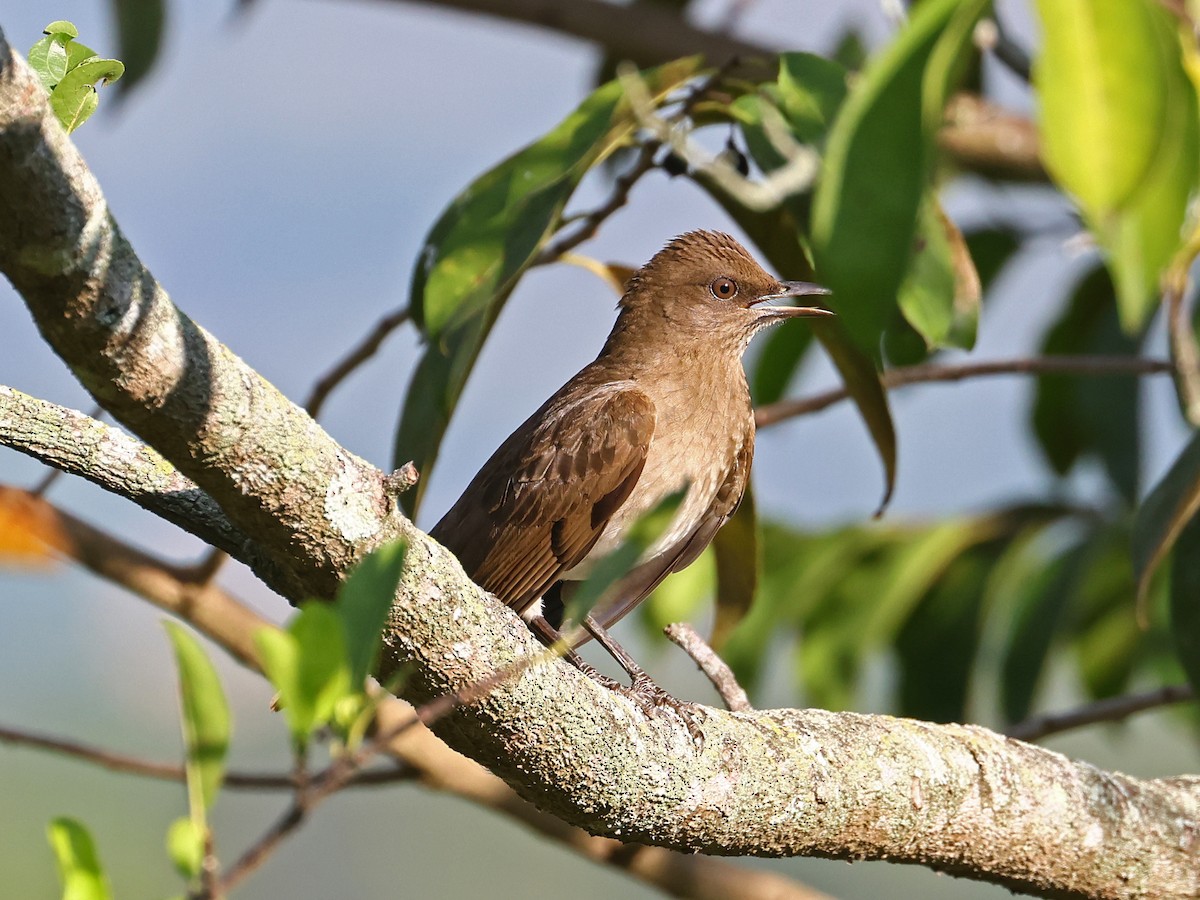 Black-billed Thrush - ML646186557