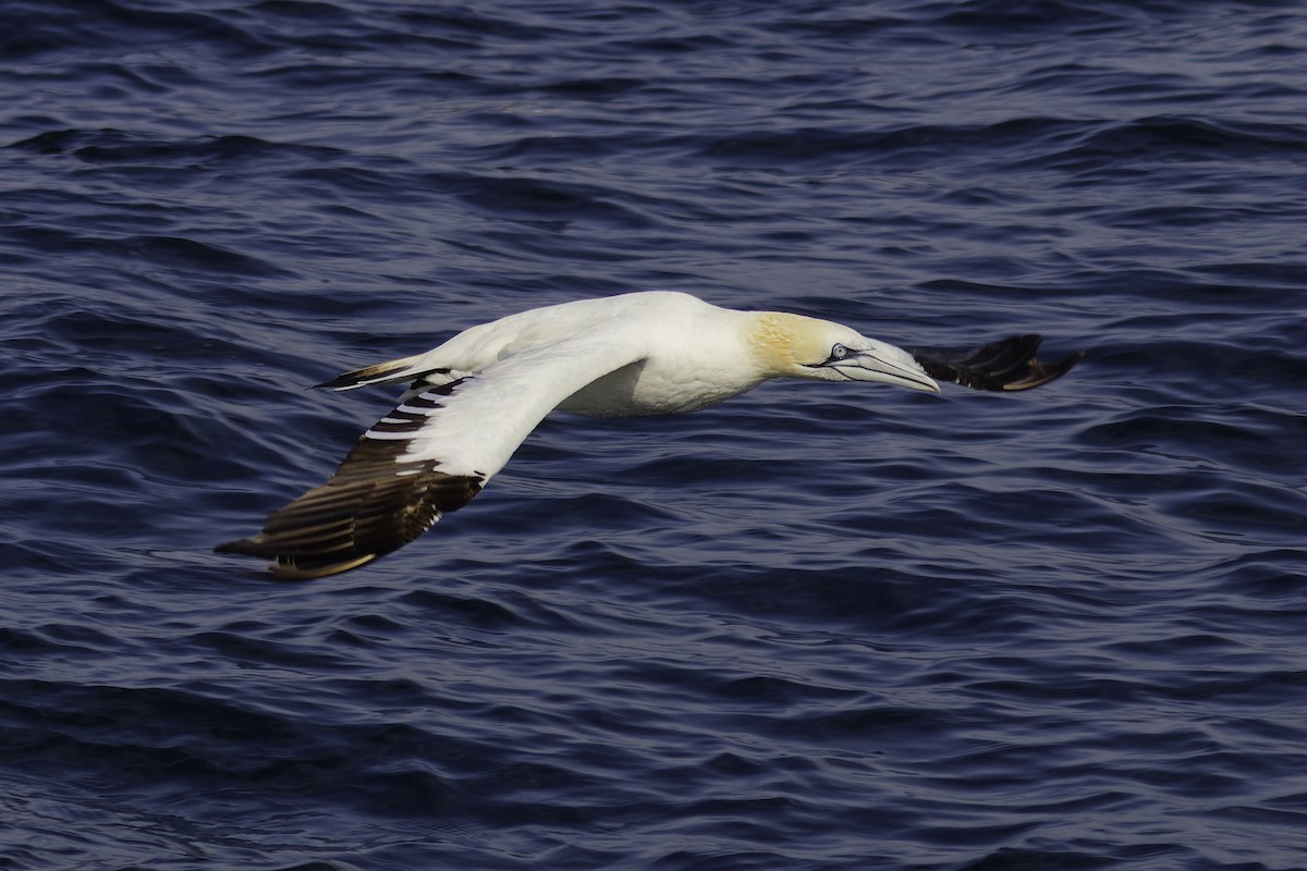 Northern Gannet - ML646186562