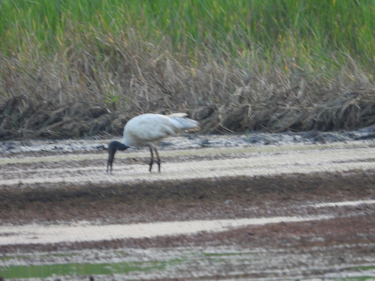 Хүрэн түрүүт билүүс - ML646186567