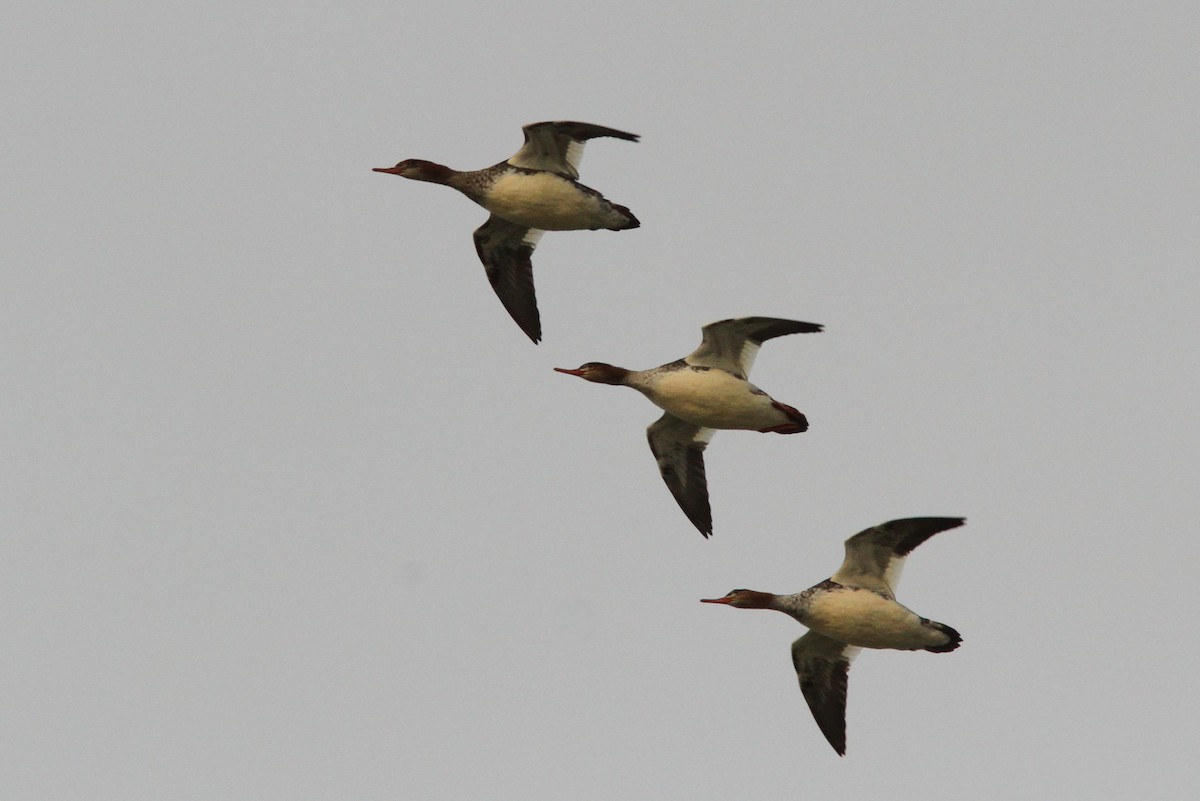 Red-breasted Merganser - ML646186568