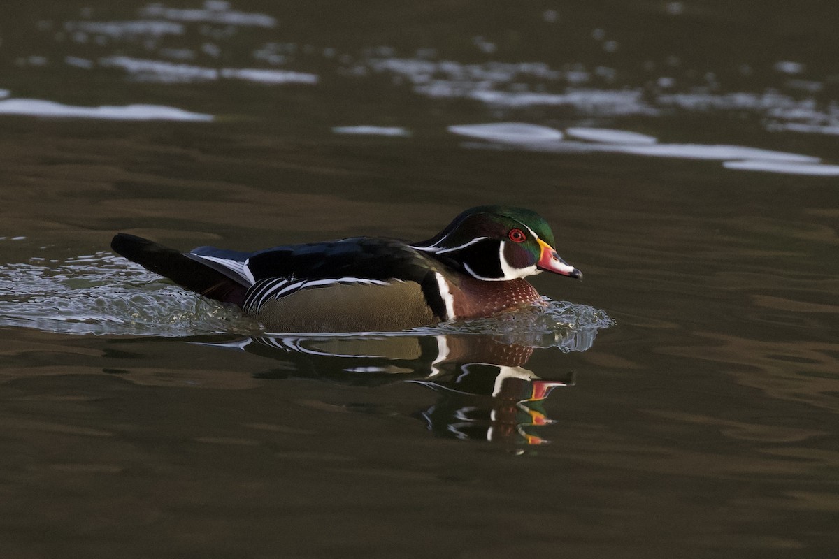 美洲鴛鴦 - ML646186586