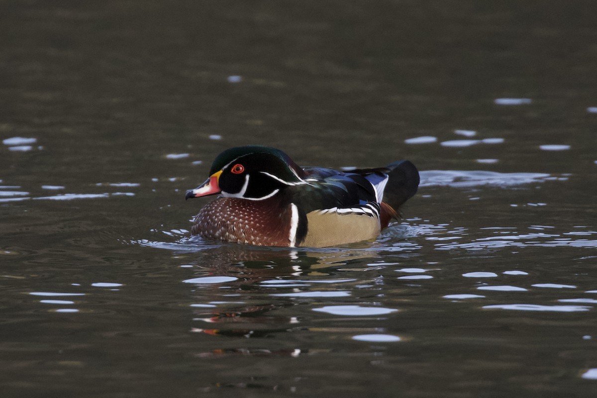 美洲鴛鴦 - ML646186587