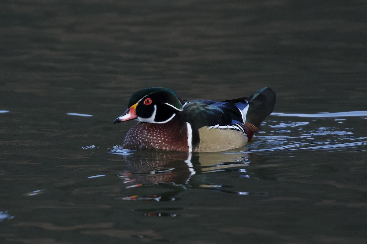 美洲鴛鴦 - ML646186588