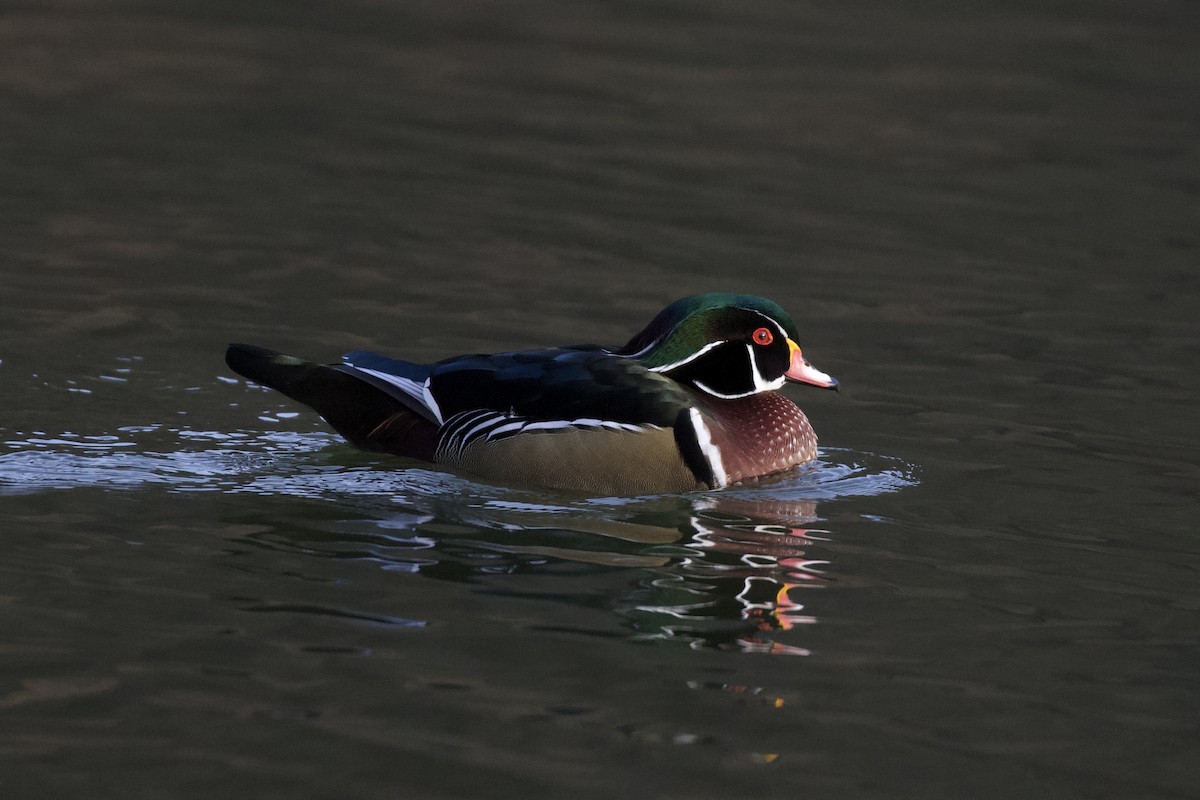 美洲鴛鴦 - ML646186589