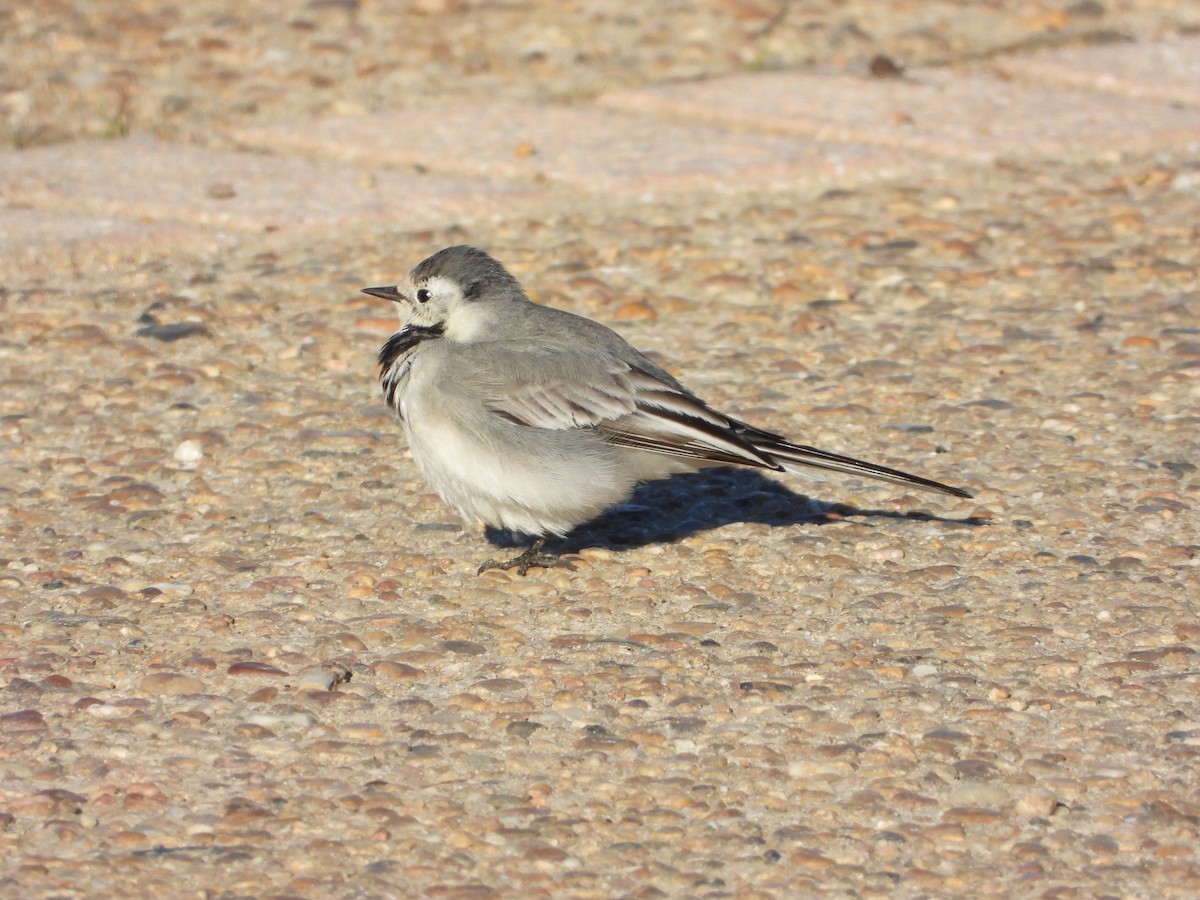 White Wagtail - ML646186591