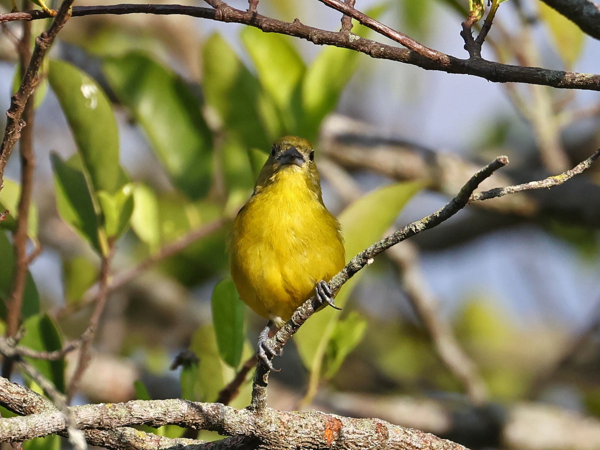 Thick-billed Euphonia - ML646186609