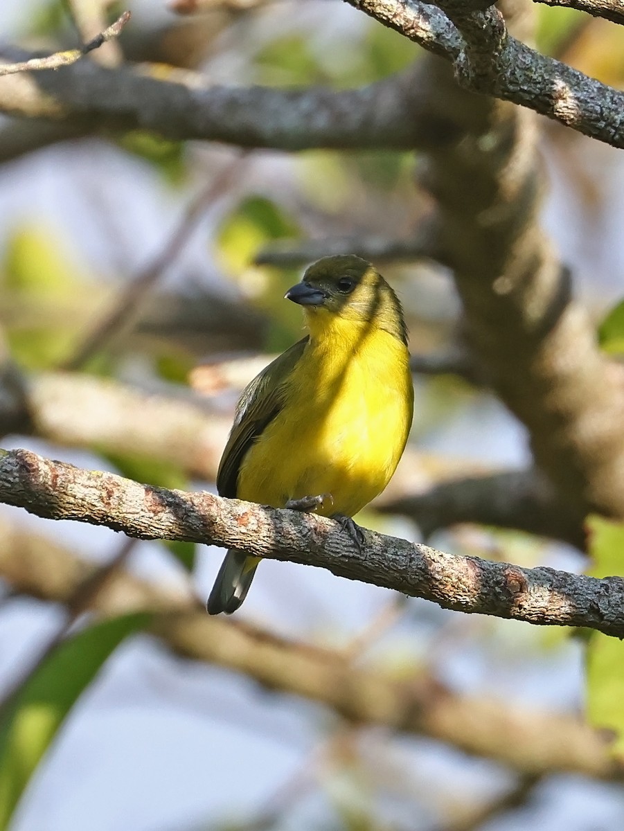 Thick-billed Euphonia - ML646186610