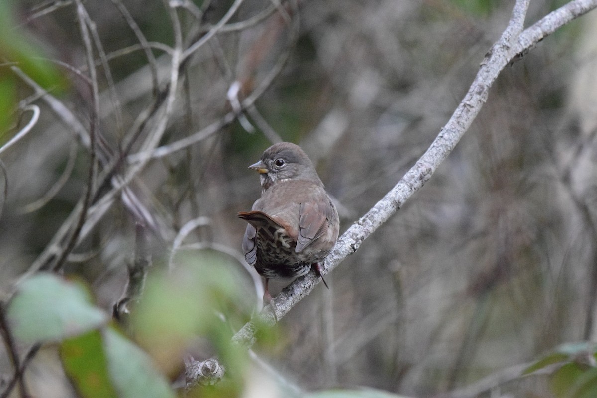 strnadec kaštanový - ML646186618