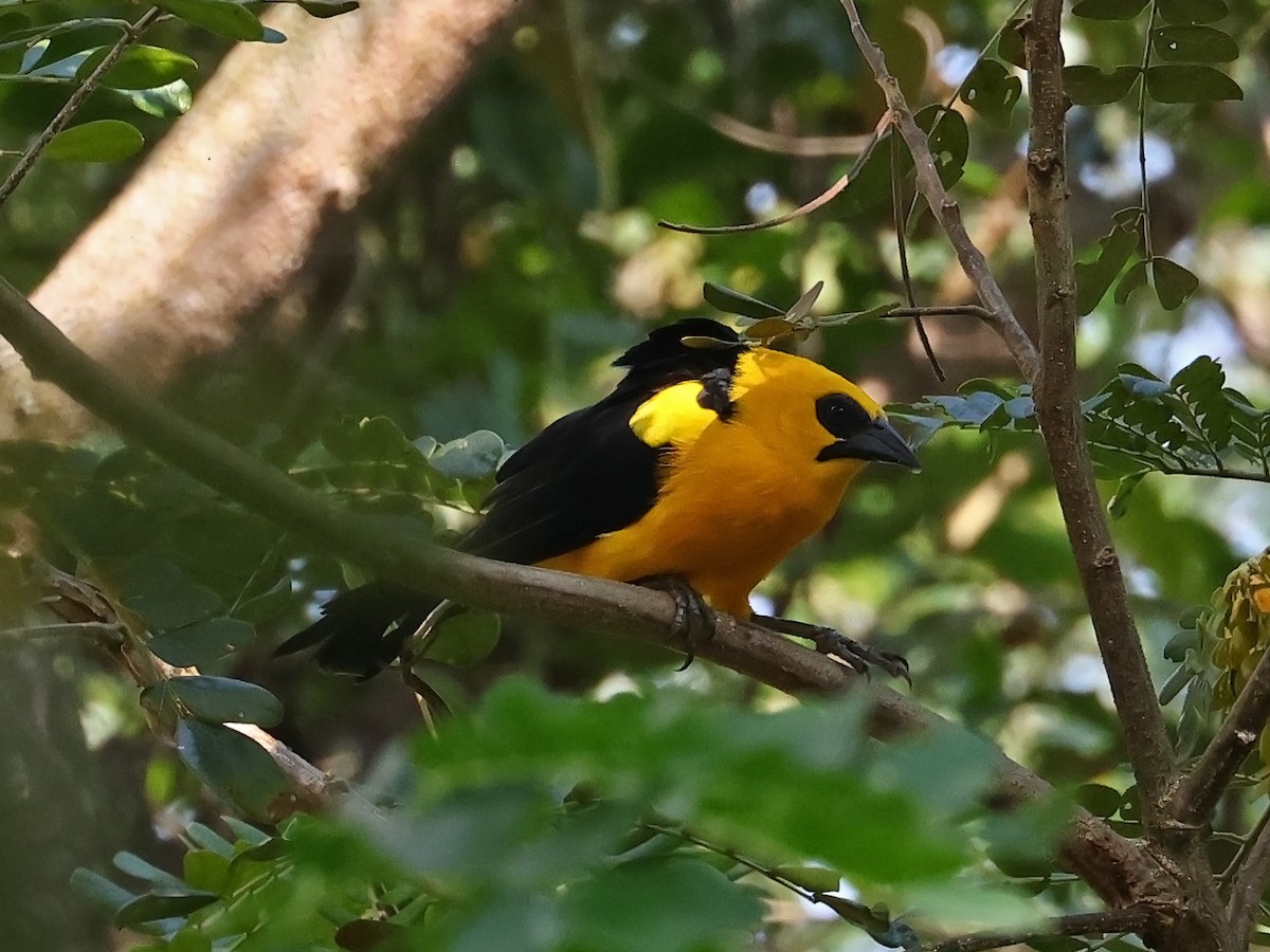 Oriole Blackbird - ML646186625