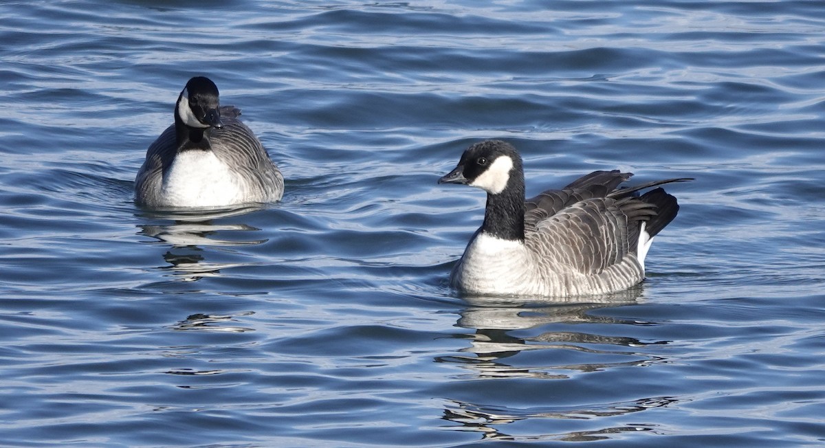 小加拿大雁 - ML646186628