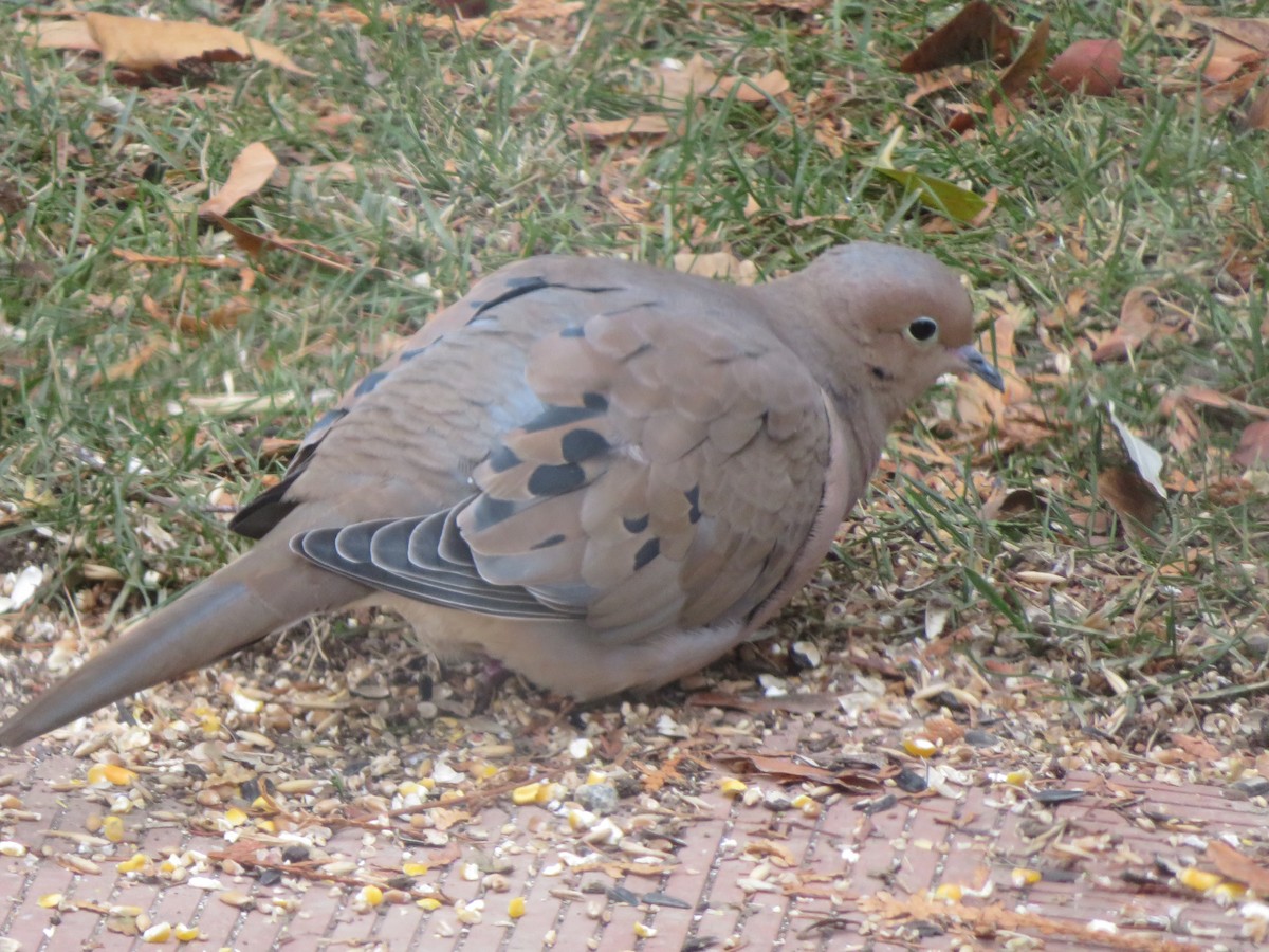 Mourning Dove - ML646186631