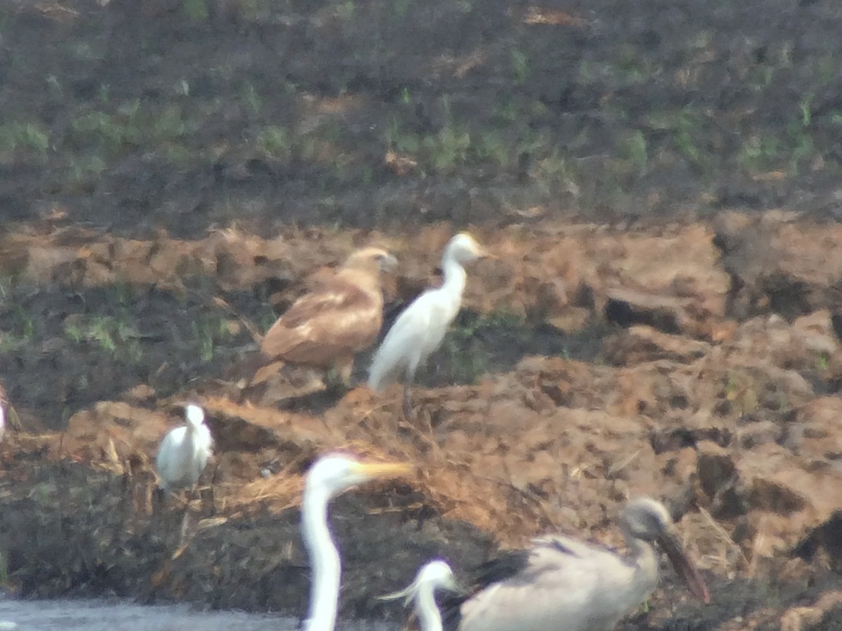 Booted Eagle - ML646186633