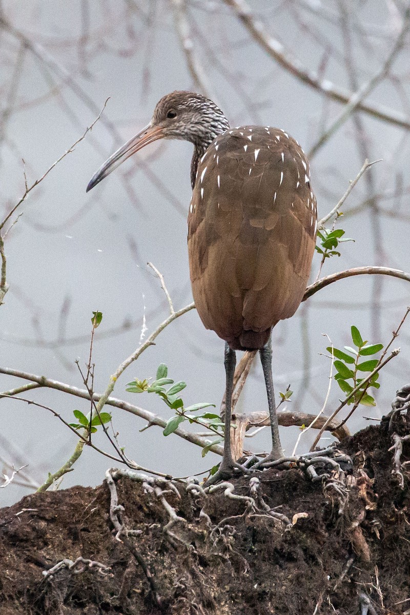 Limpkin - ML646186634