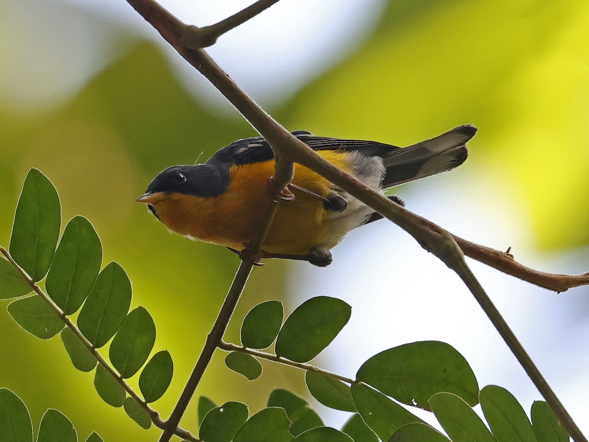 Tropical Parula - ML646186635