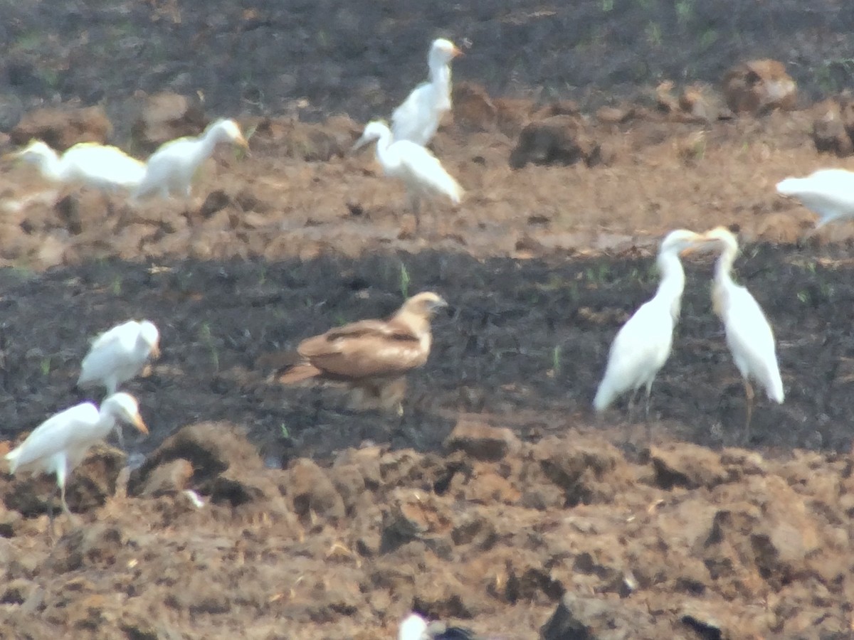 Booted Eagle - ML646186638