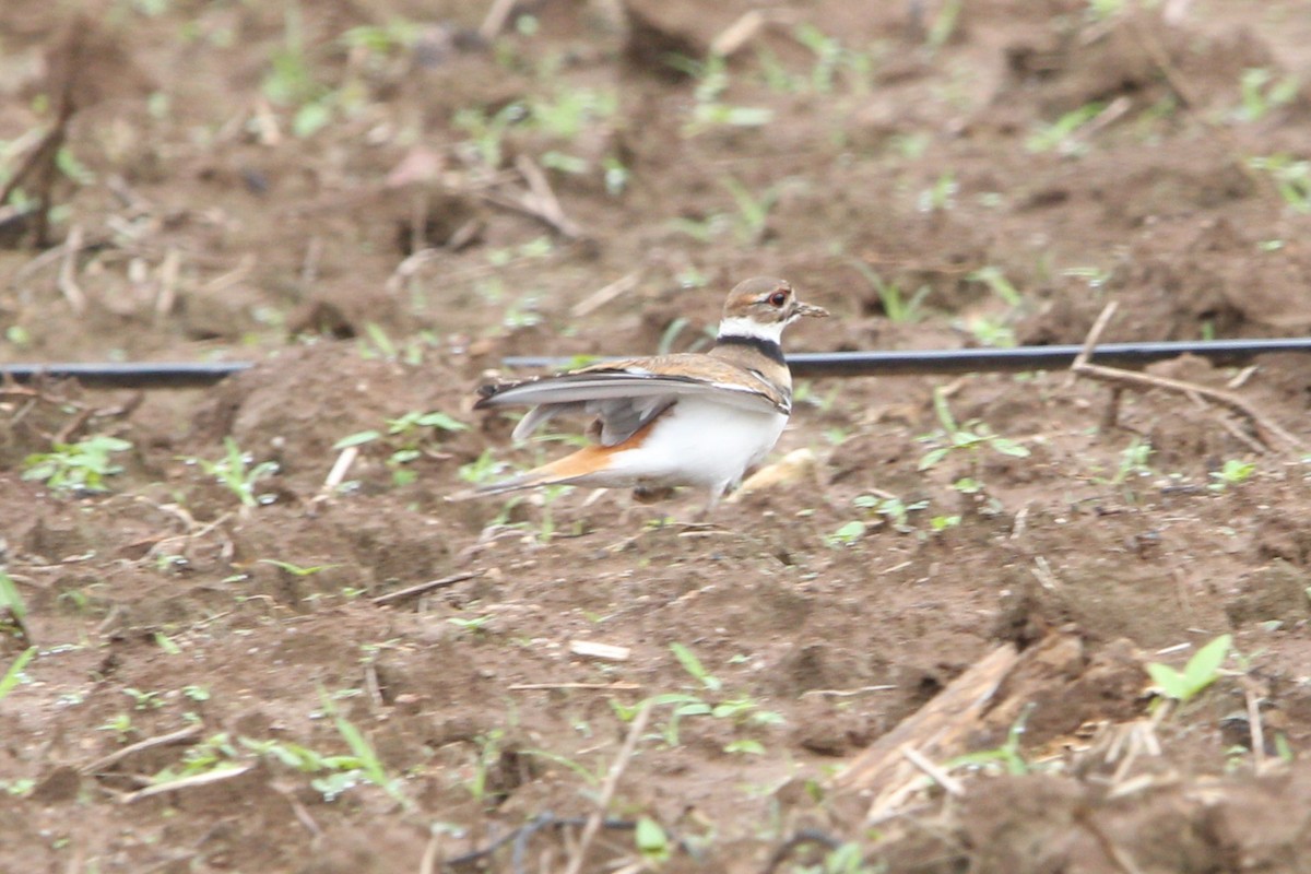 Killdeer - ML646186639