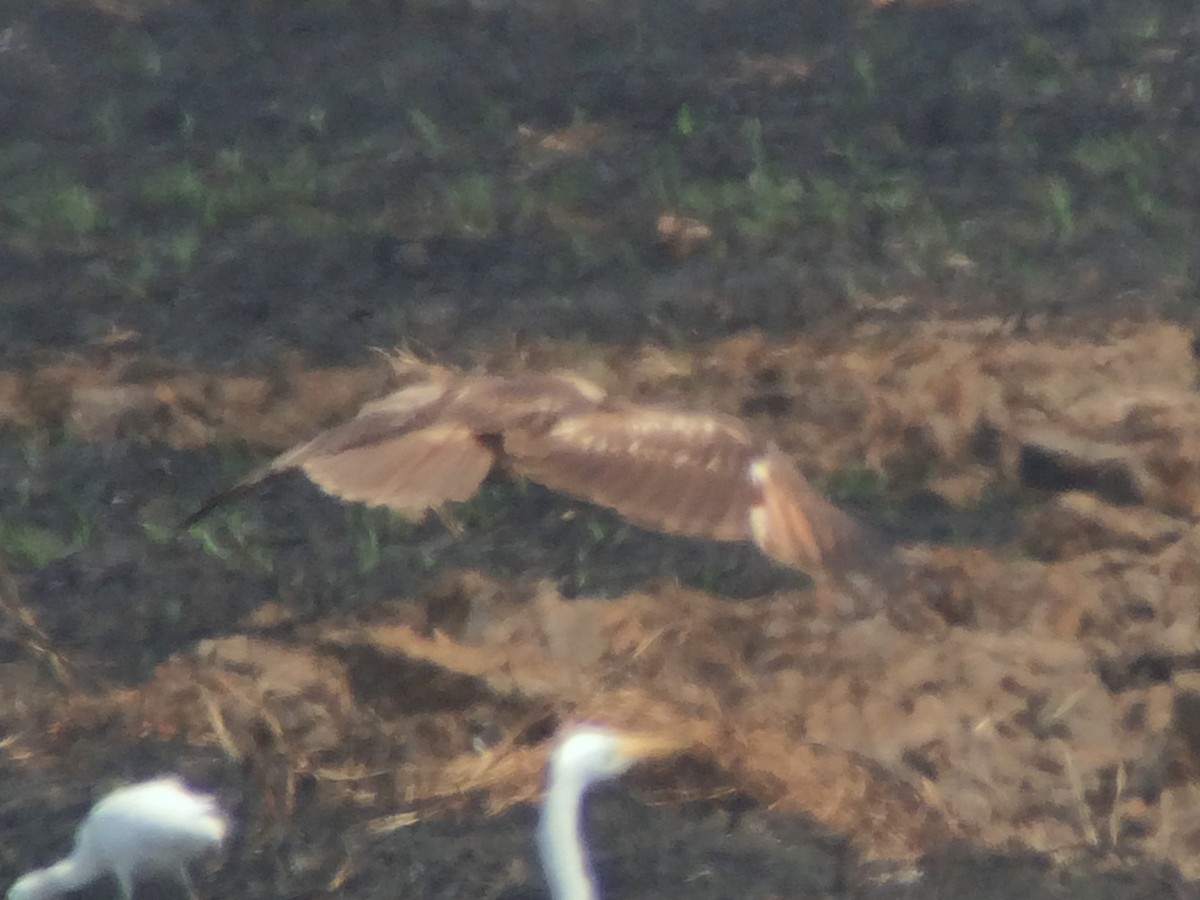 Booted Eagle - ML646186640