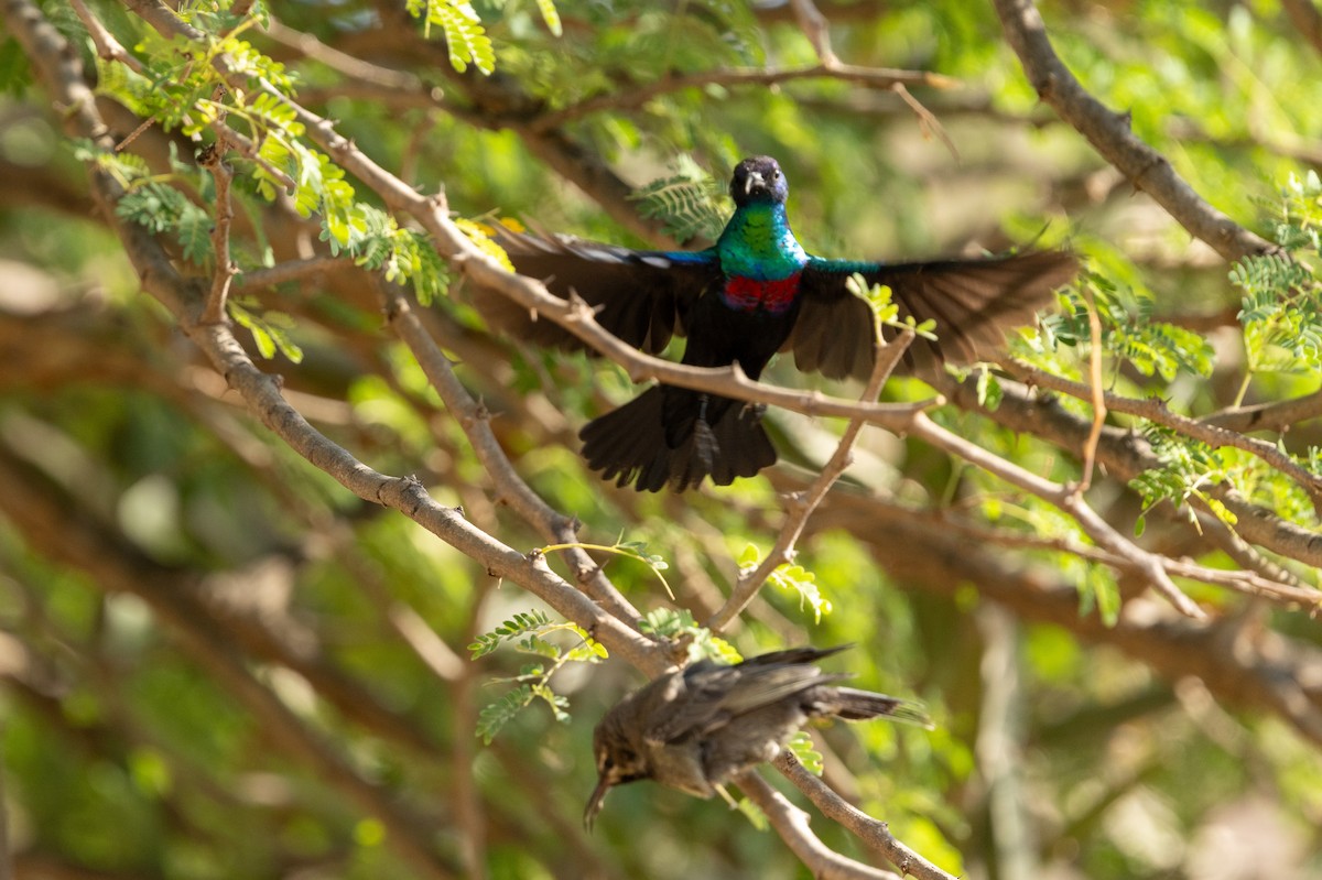 Arabian Sunbird - ML646186642