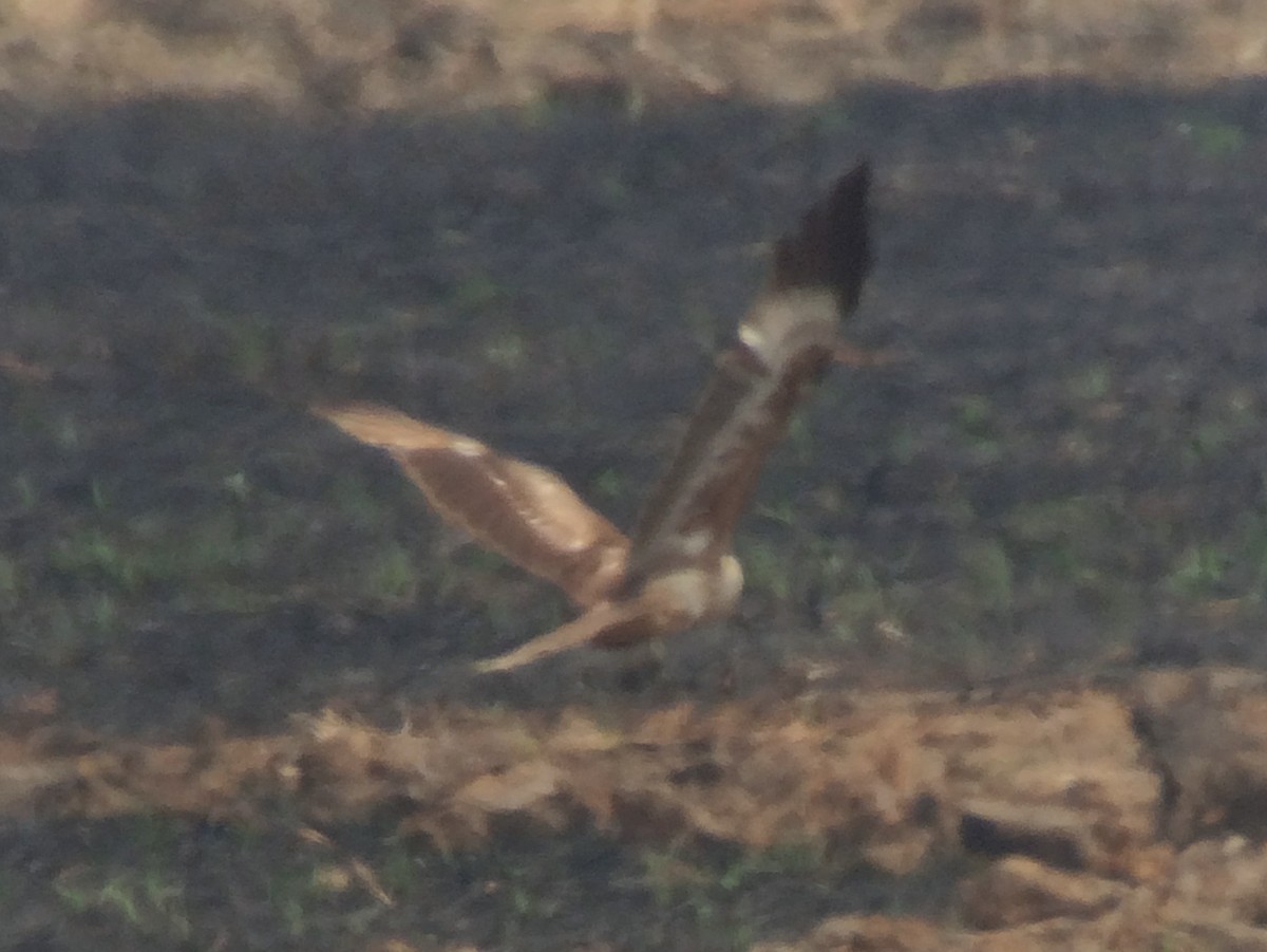 Booted Eagle - ML646186644