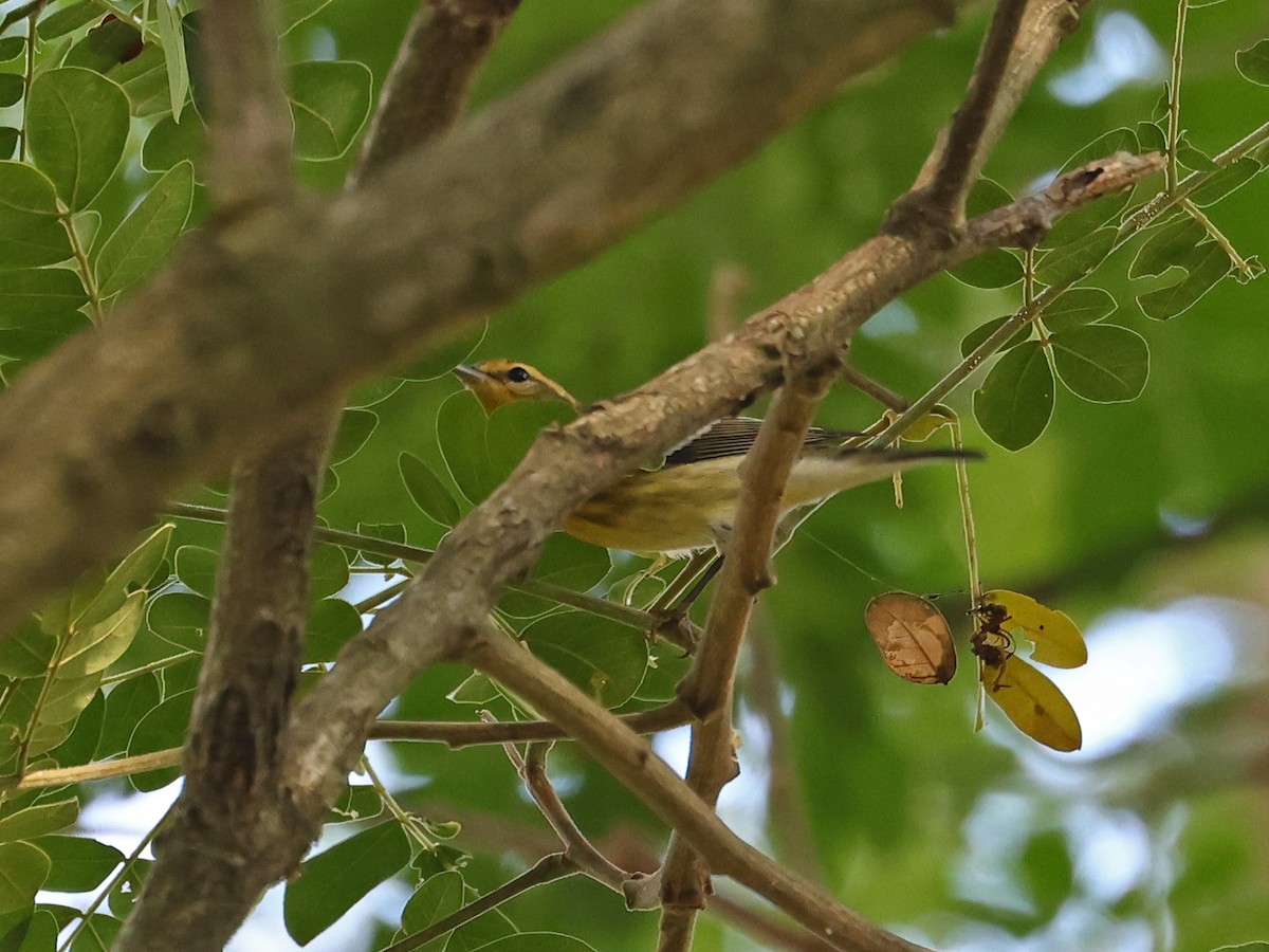 Reinita Gorjinaranja - ML646186678