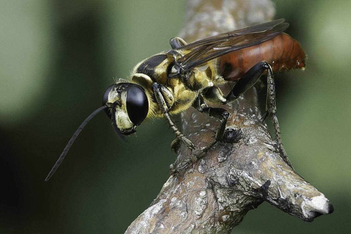 Insects - ML646186679