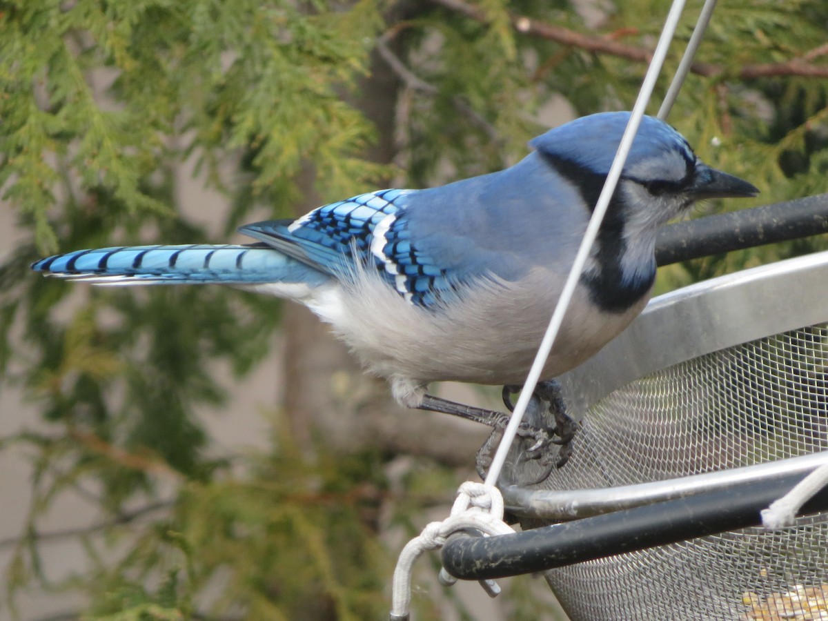 Blue Jay - ML646186680