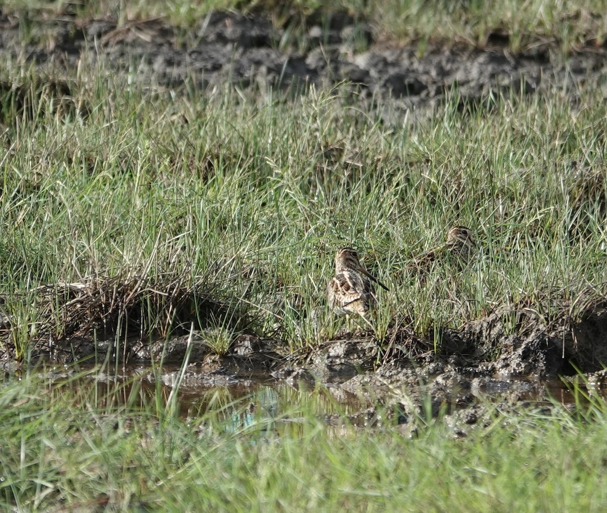 ハリオシギ - ML646186683