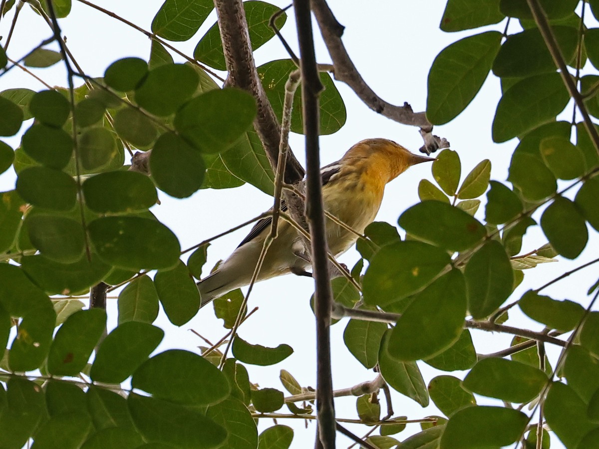 Reinita Gorjinaranja - ML646186690