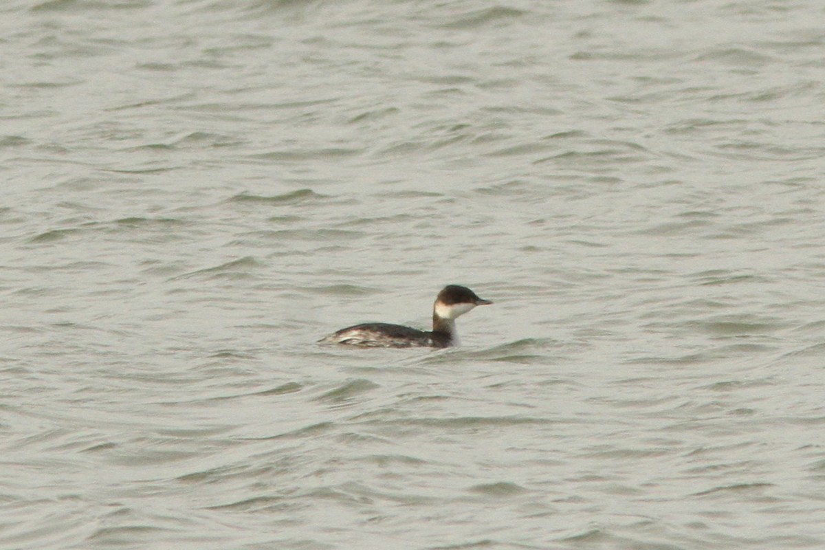 Horned Grebe - ML646186691