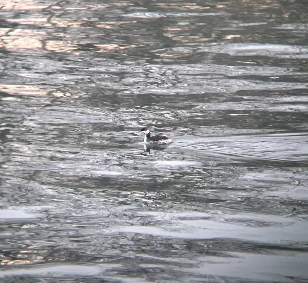 Horned Grebe - ML646186692