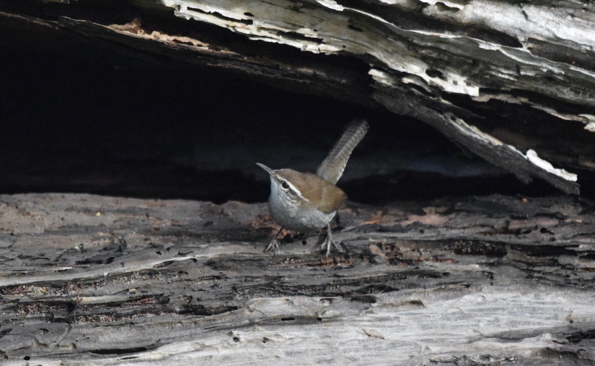 Підбуреник - ML646186693