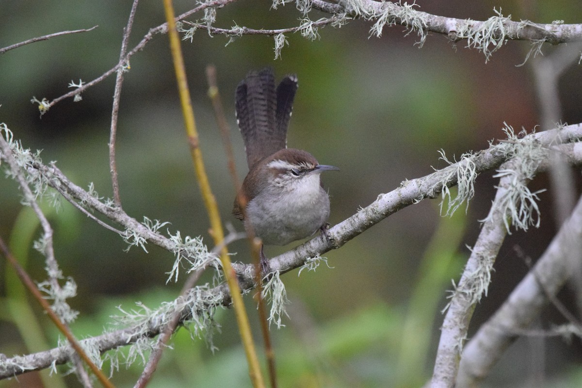 Підбуреник - ML646186694