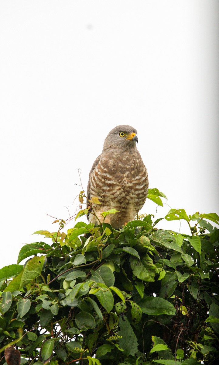 Roadside Hawk - ML646186696
