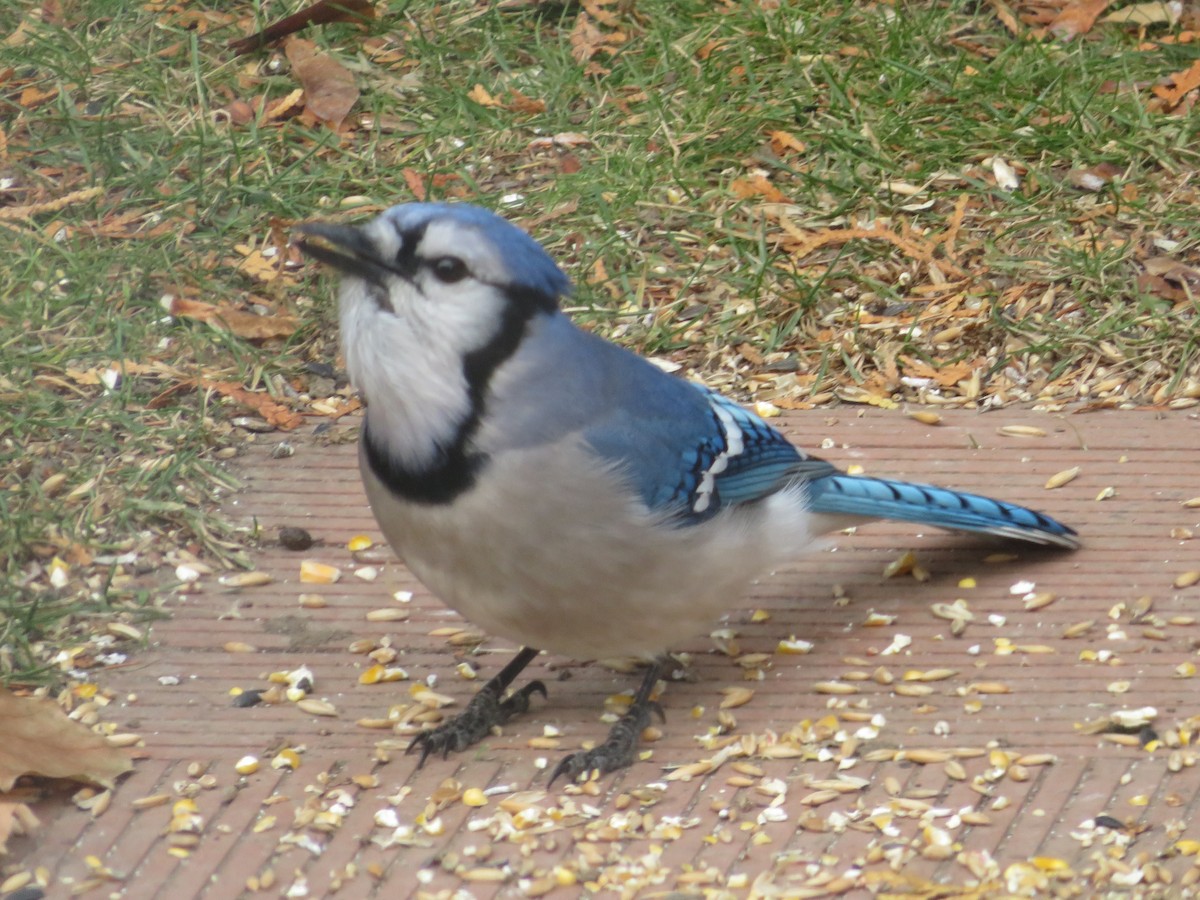 Blue Jay - ML646186705